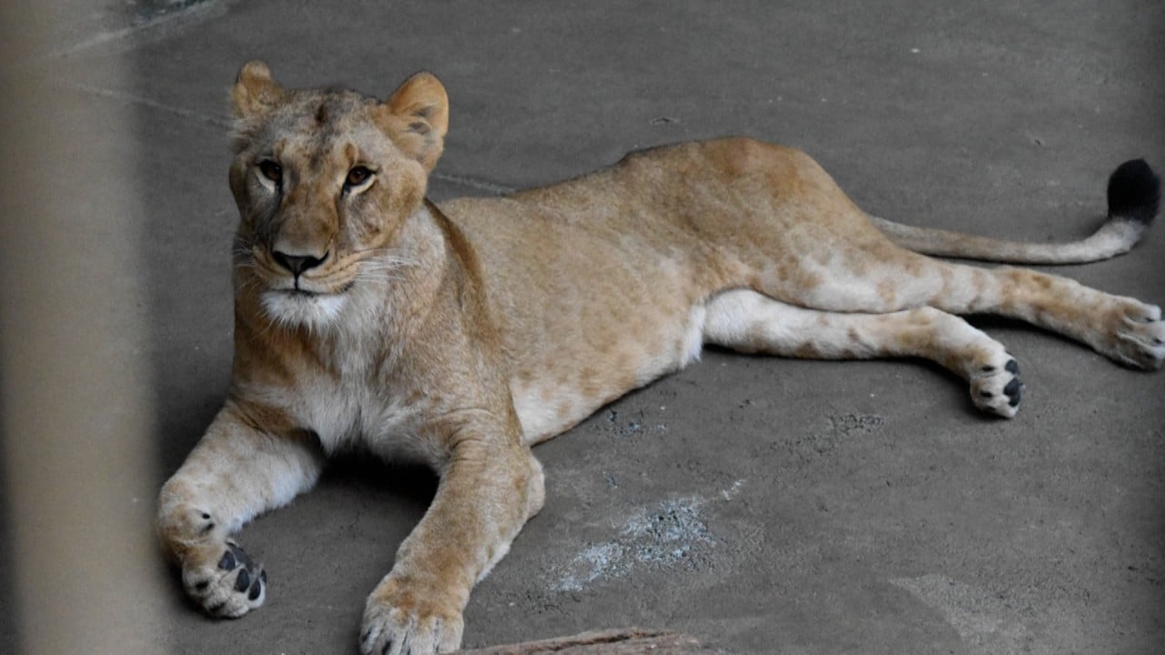 Lions die of suspected heatstroke in Tokyo zoo