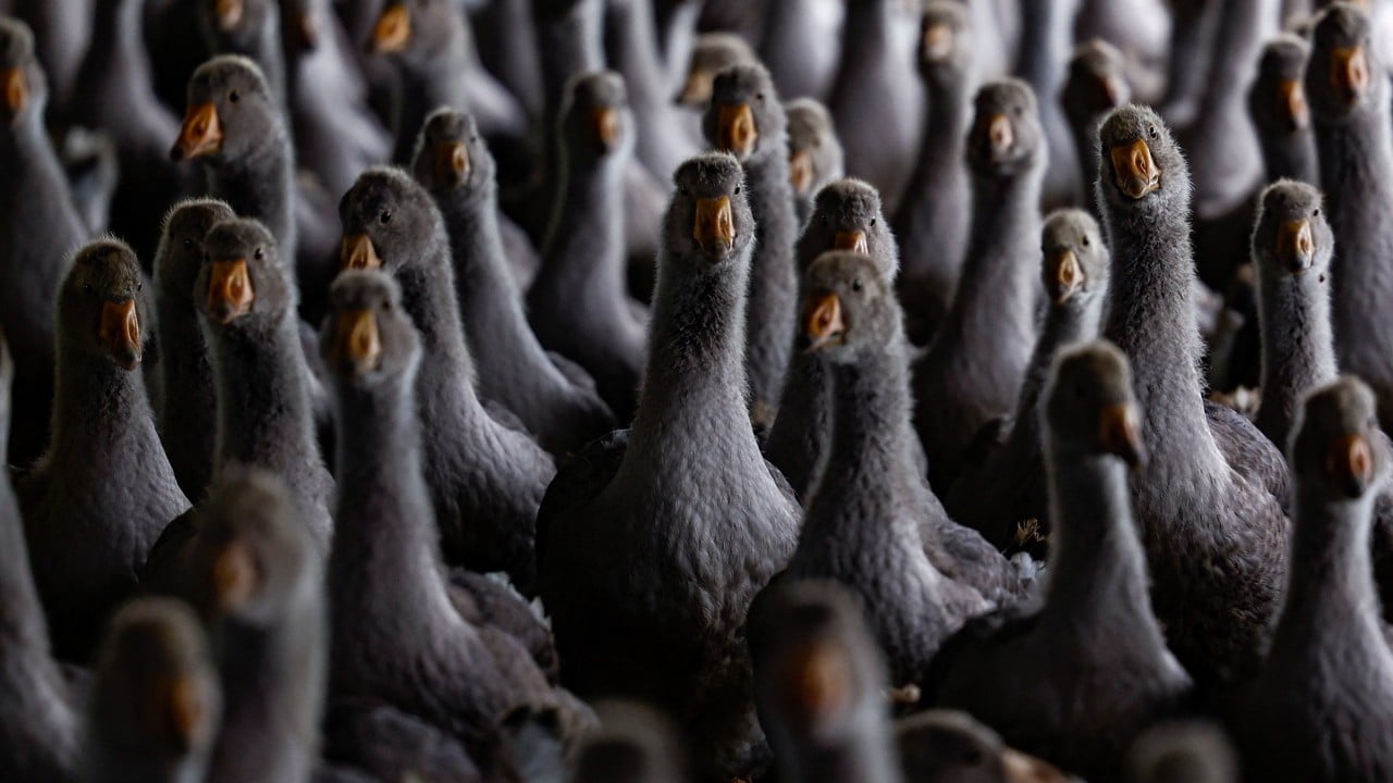 Chinese foie gras producers eye European market