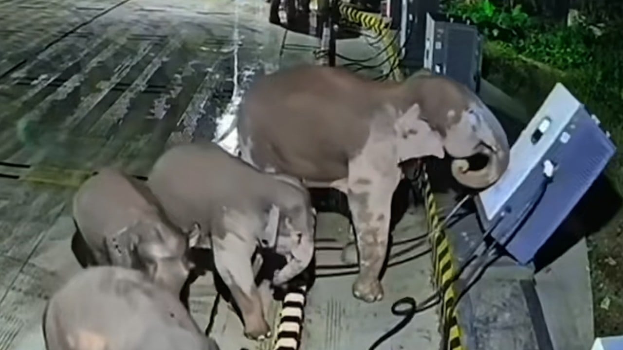 Elephant takes revenge on EV charger
