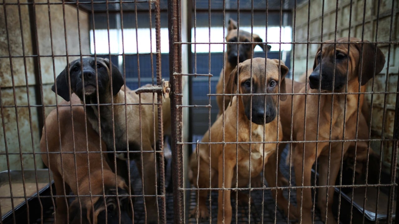 South Koreans savour last season of legal dog meat