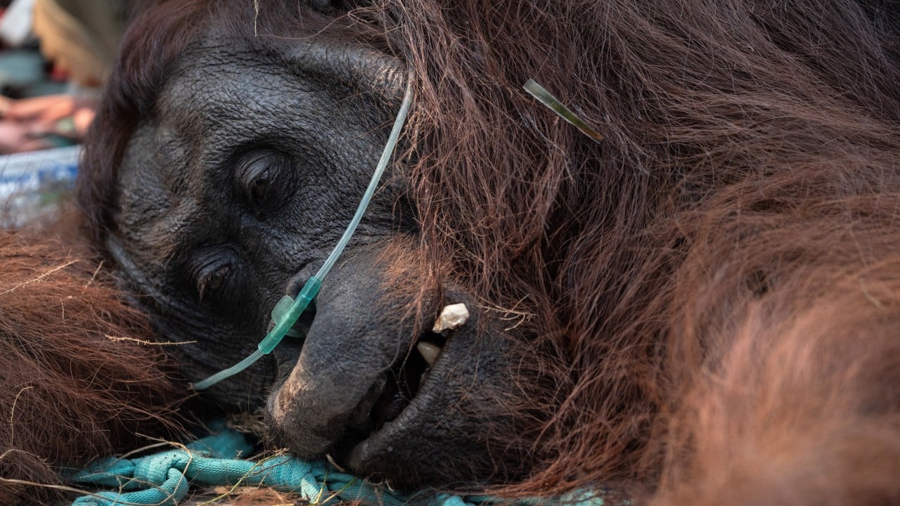 Orangutan rescued from Borneo wildfires