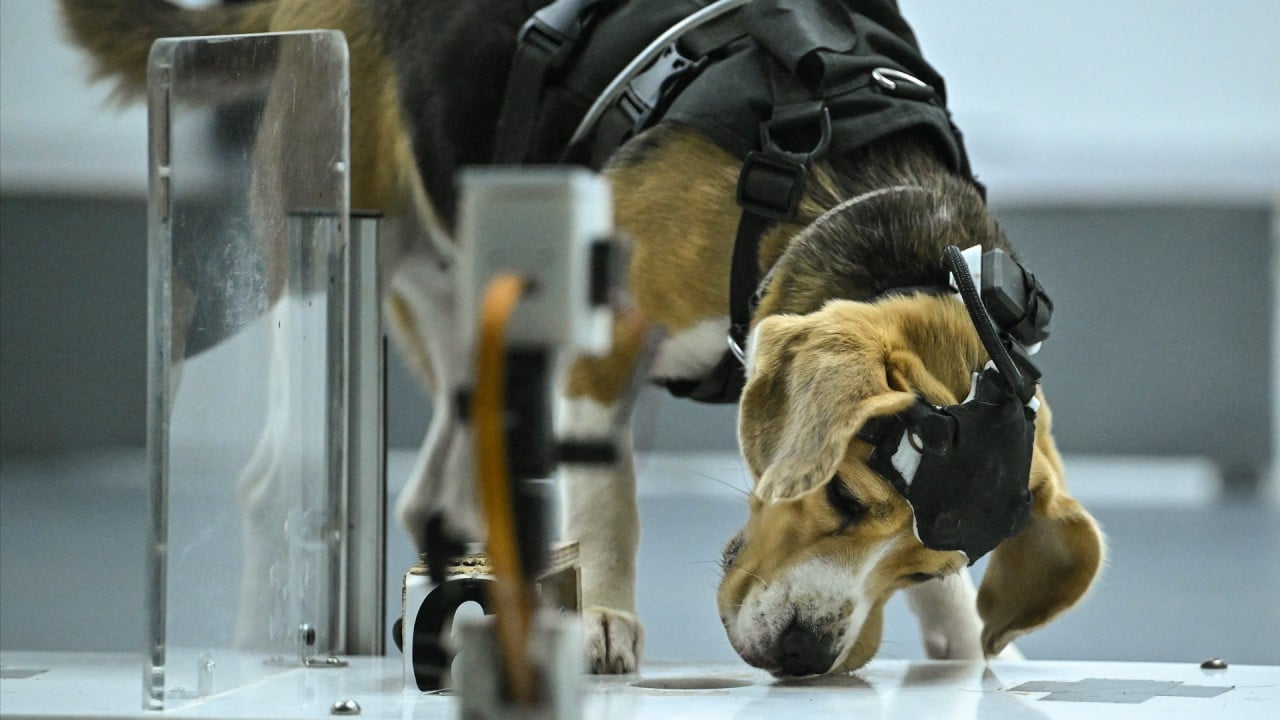 Cancer-testing dogs a sniff away from clinical work with AI enhancement