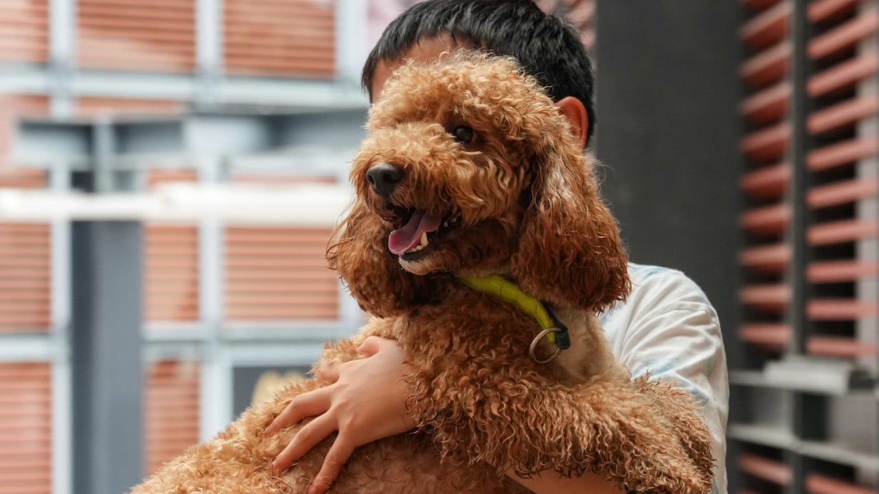 Is it time to revisit Hong Kong’s dangerous dog laws?
