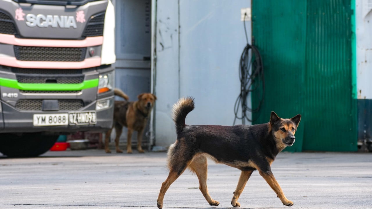How to avoid a dog attack