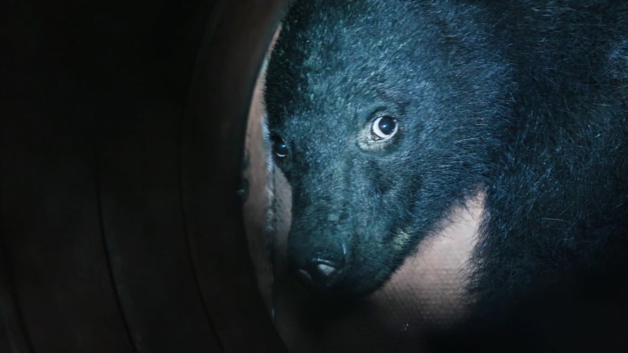 A more humane way of reducing bear attacks in Japan