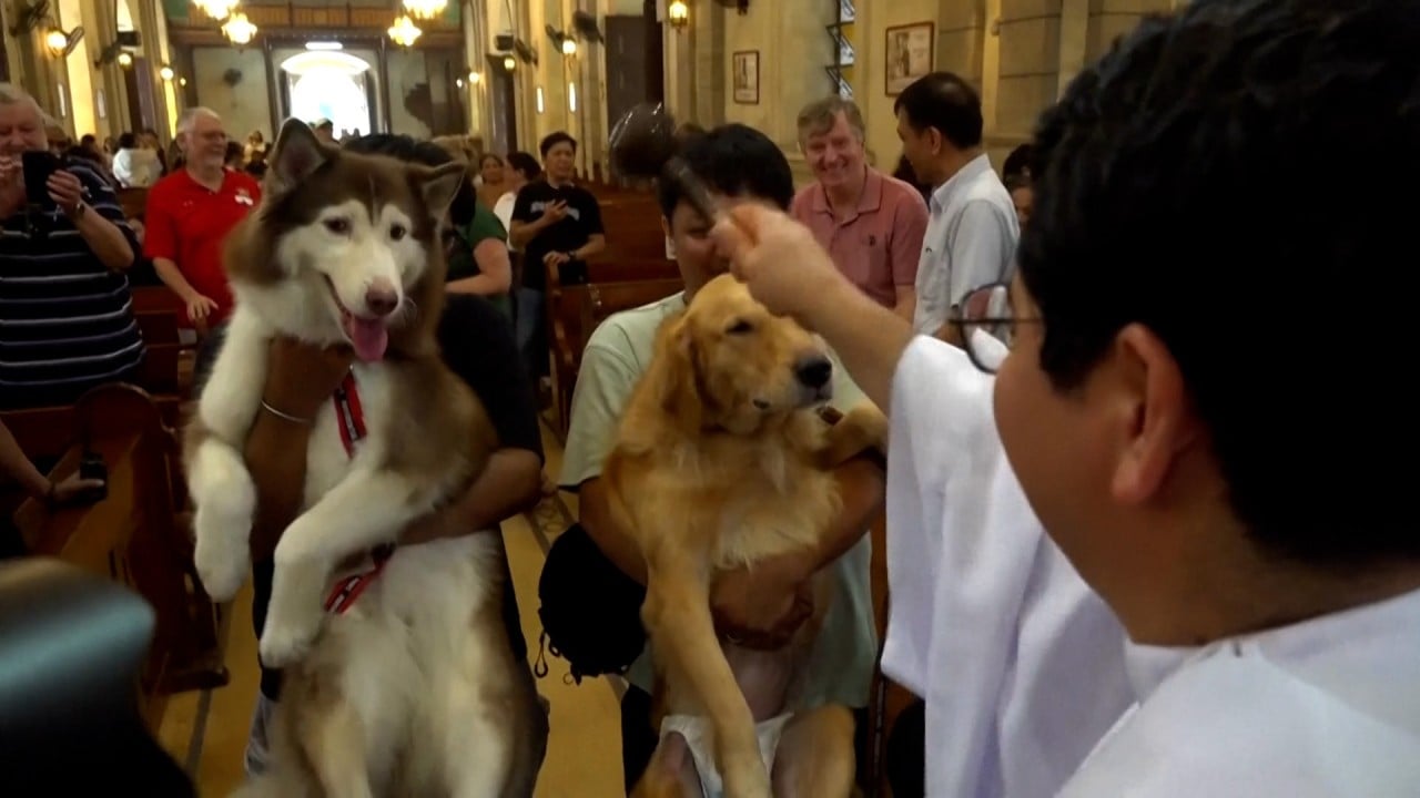 Pets receive a special blessing in Manila every year