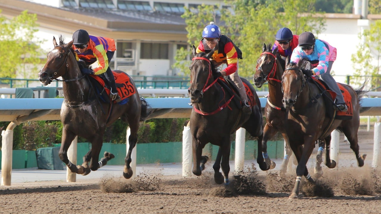 Gallant Design (right) trials under Zac Purton at Sha Tin last month.