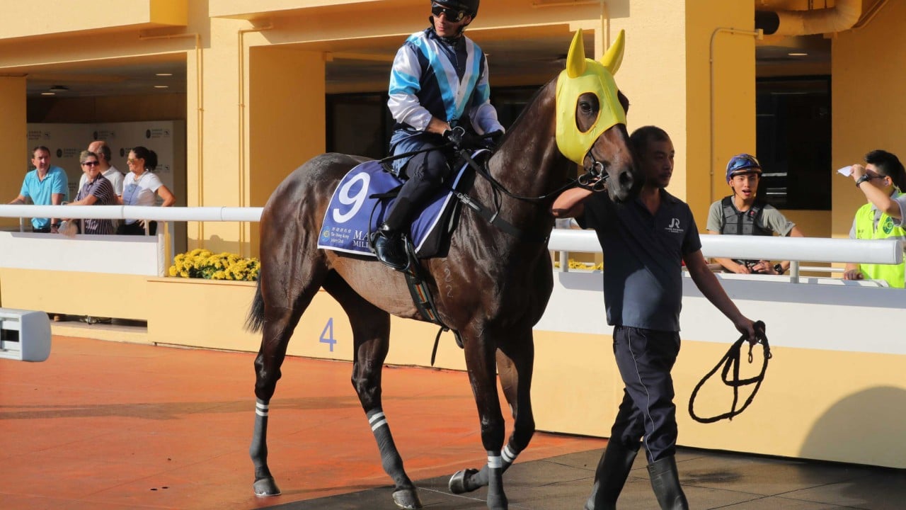 Cool Boy ahead of a Happy Valley trial last month. 