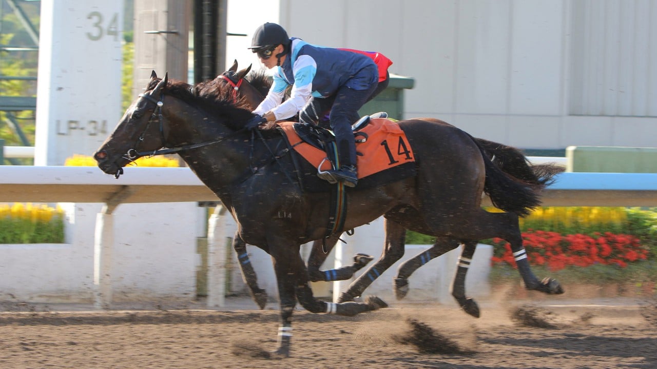 Cool Boy trials at Sha Tin last month.