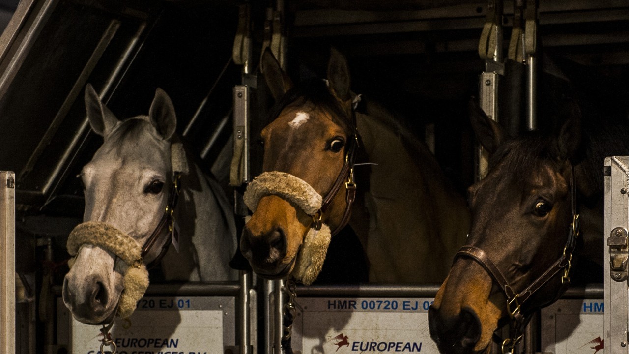 Arrival of the racehorses in Hong Kong ahead of the Longines HK Masters 2015 at the Hong Kong International Airport on 9 February 2015. Photo: Power Sport Images