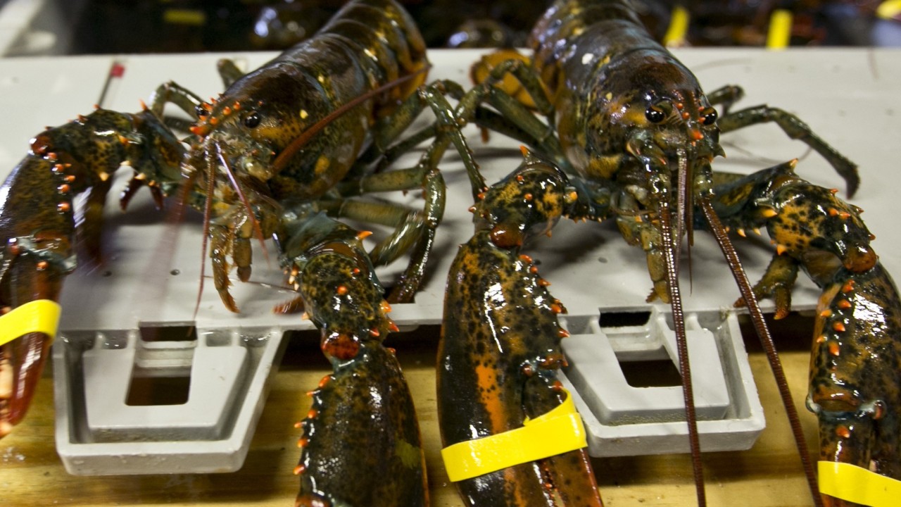 Japan S Bad Lobster Biker Gang Seeks Fearsome Reputation With Road Antics But All They Re Getting Is Prawn And Tadpole Jokes South China Morning Post