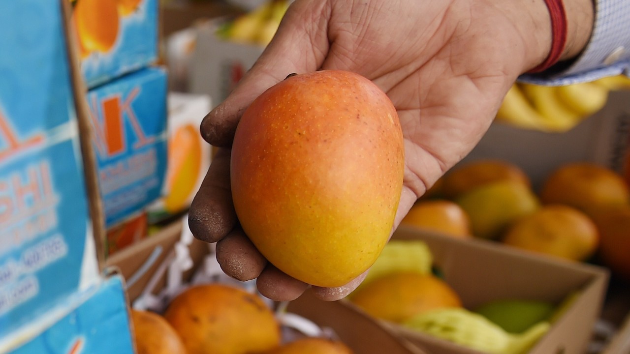 Why Mangoes Are The King Of Fruits In India And Form An Intrinsic Part Of Country S Culture South China Morning Post