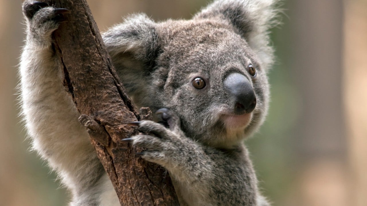 Koalas Could Go Extinct By 2050 In Australia S New South Wales Inquiry Warns South China Morning Post