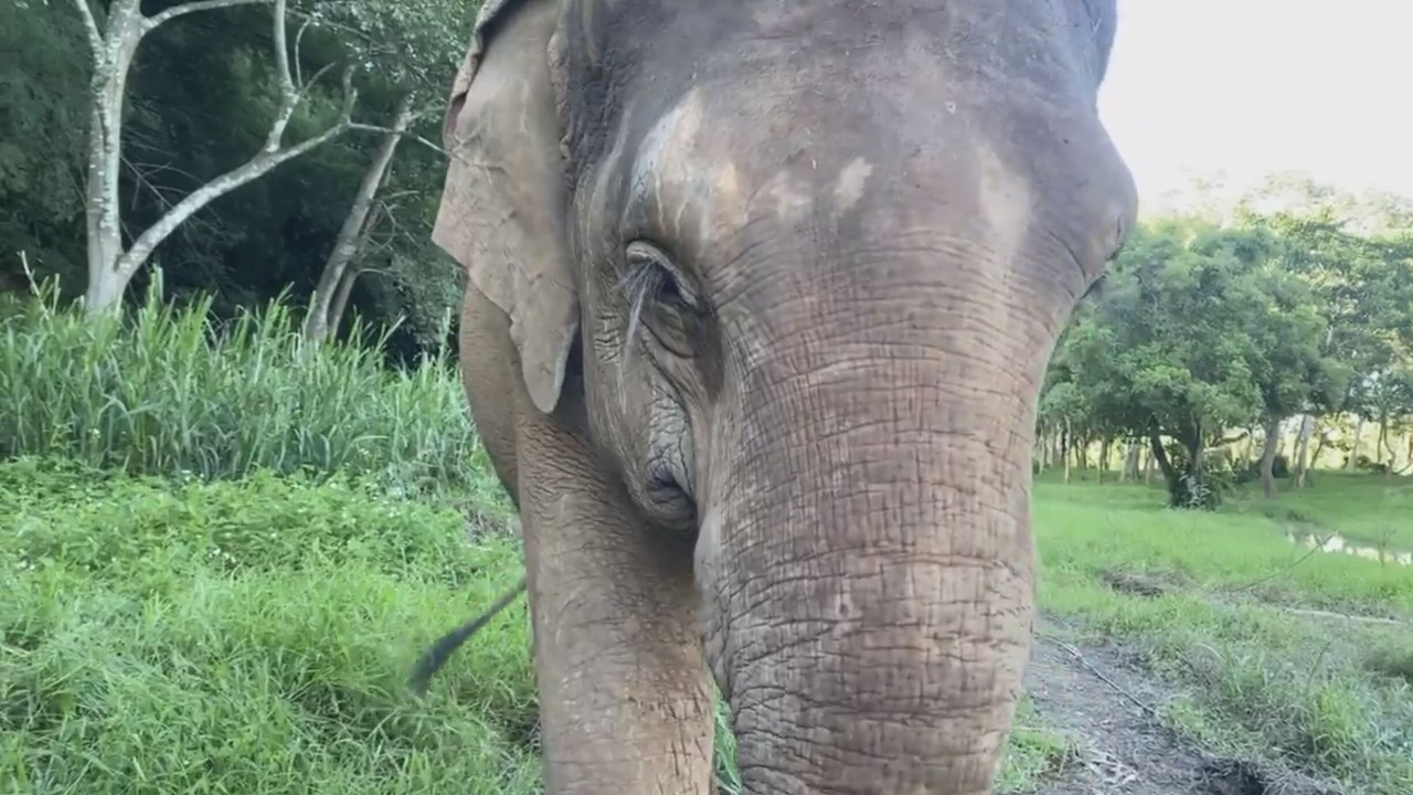 The Elephant In The Zoom Elephants In Northern Thailand Offered To Organisers Of Video Call Meetings To Help Raise Funds For Their Care South China Morning Post