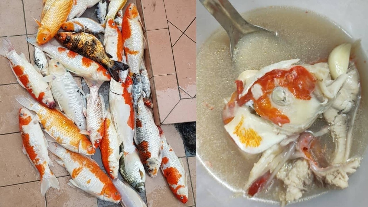 Pet Food Malaysian Woman S Koi Soup Raises Eyebrows After She Makes Meal Out Of Dead Fish South China Morning Post