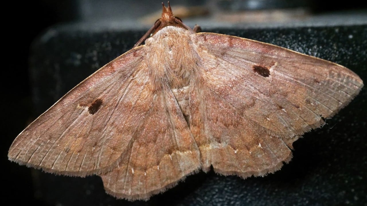 Hong Kong insect report