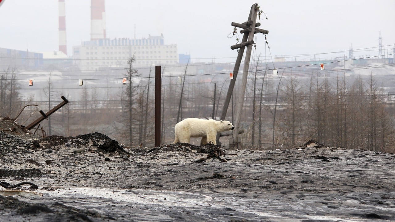Polar bear kills woman and baby in remote Alaska village | South China  Morning Post