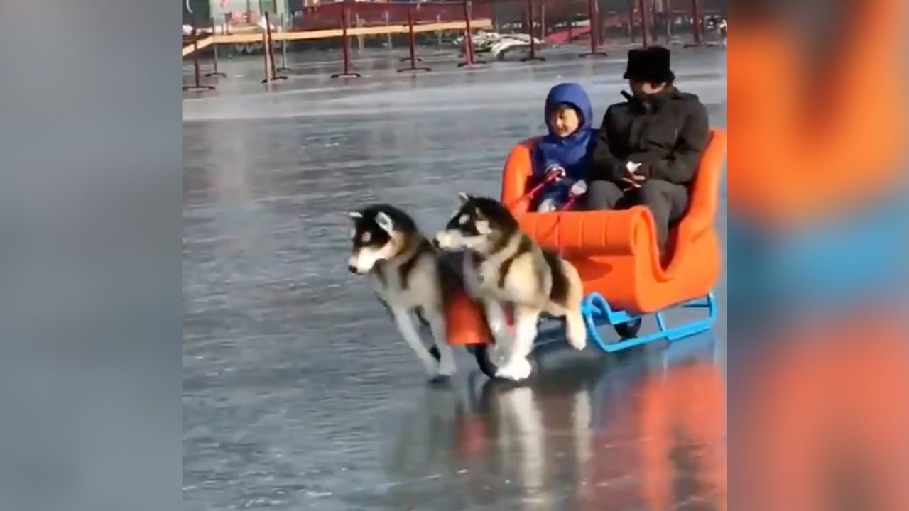 The latest trend in China: electric ‘dog’ sleds with fake Alaskan Malamutes