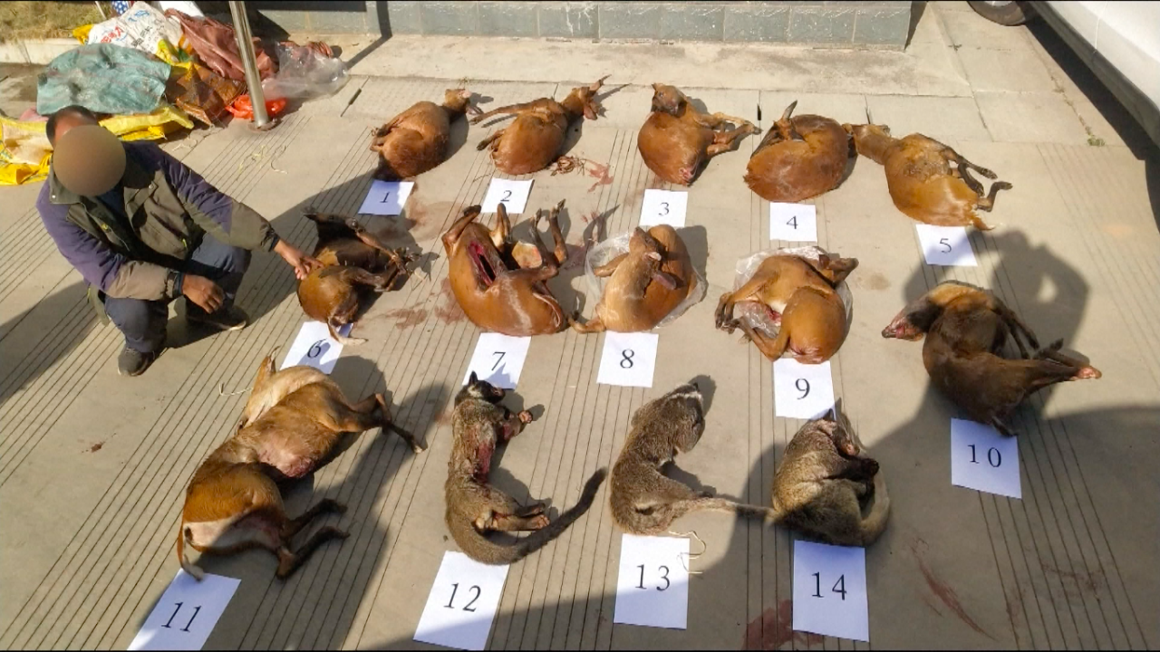 What can stop people eating wild animals? A new study looks for answers | South China Morning Post What can stop people eating wild animals? A new study looks for answers | South China Morning Post