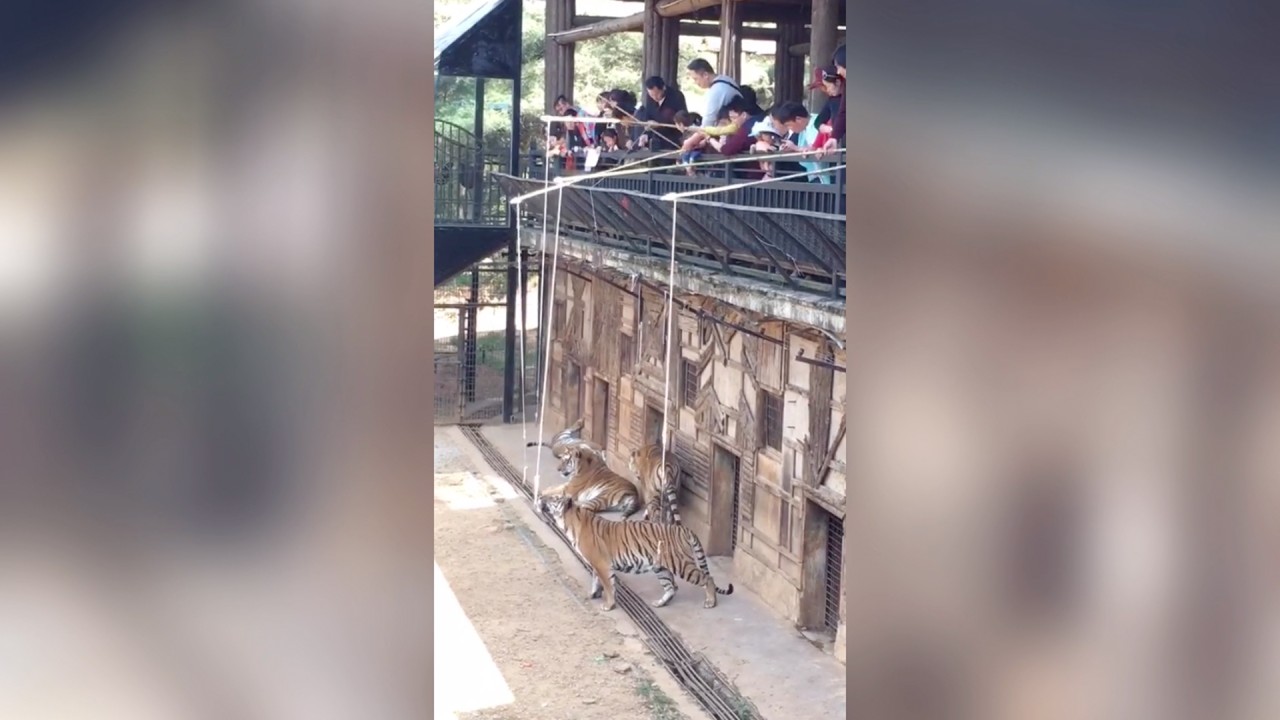Wildlife park in China cancels ‘tiger fishing’ after video trends online