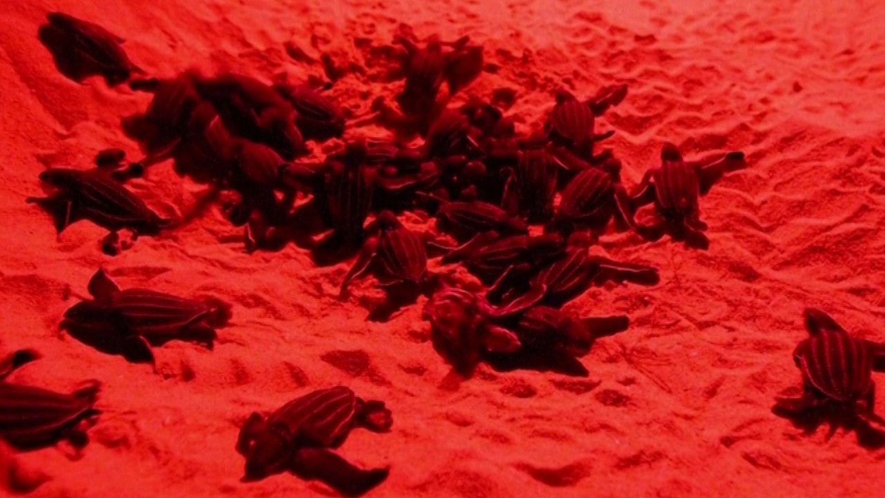 Thailand sees record sea turtle hatchlings as coronavirus pandemic clears tourists from beaches