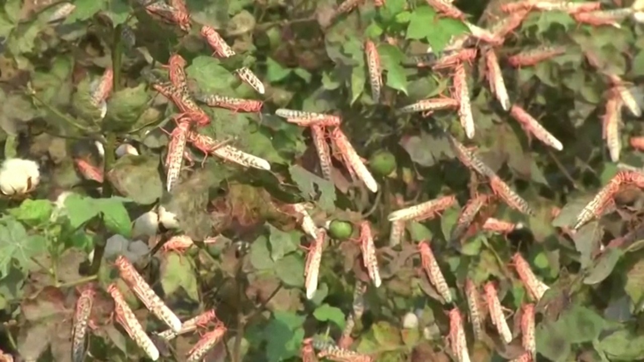 Locusts devour crops in Pakistan, leading to food shortage fears