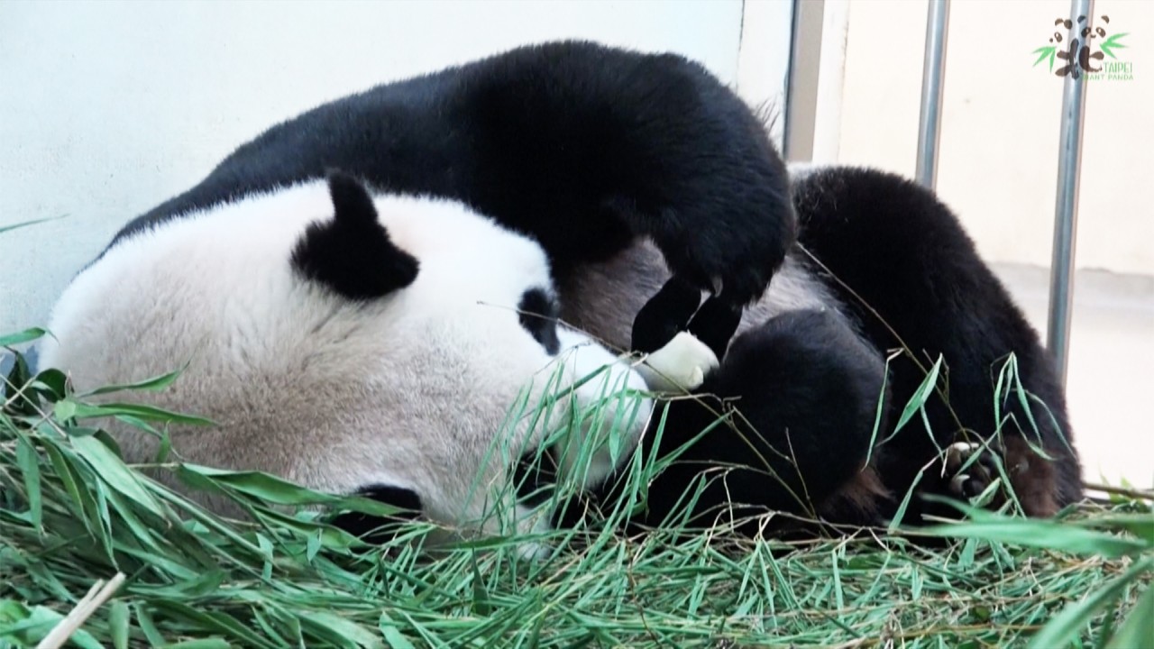 Pandas on board as Taipei Zoo's baby boom lightens pandemic blues | South China Morning Post Pandas on board as Taipei Zoo's baby boom lightens pandemic blues | South China Morning Post