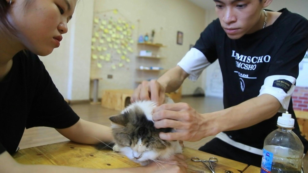 Stray cats find safe haven in Hanoi cafe