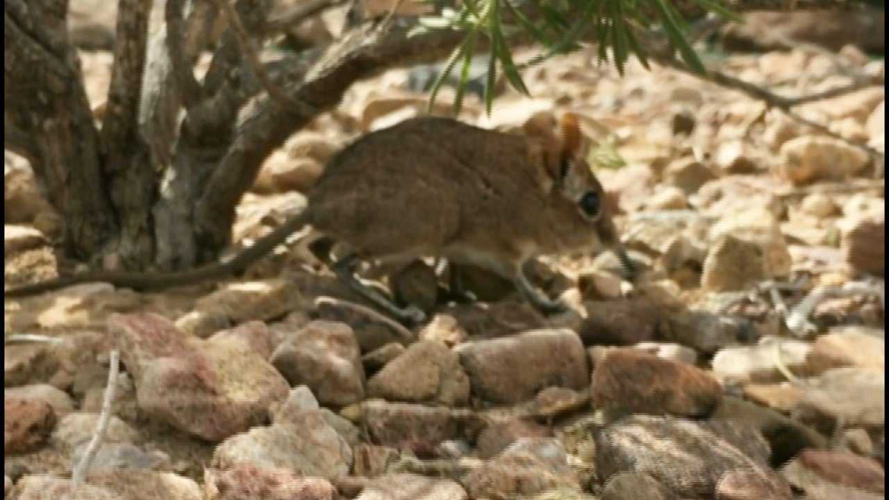 ‘Extinct’ Elephant shrew seen again after 50 years