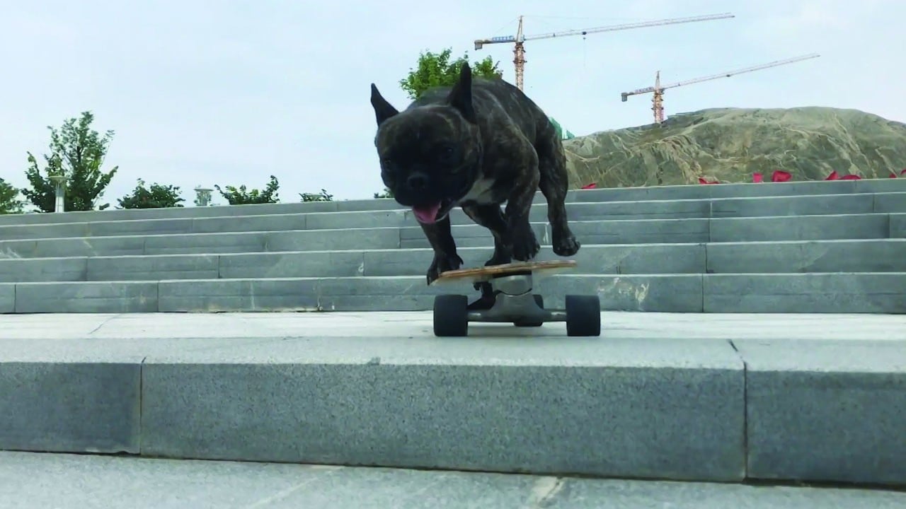 Pipi the skateboarding French bulldog
