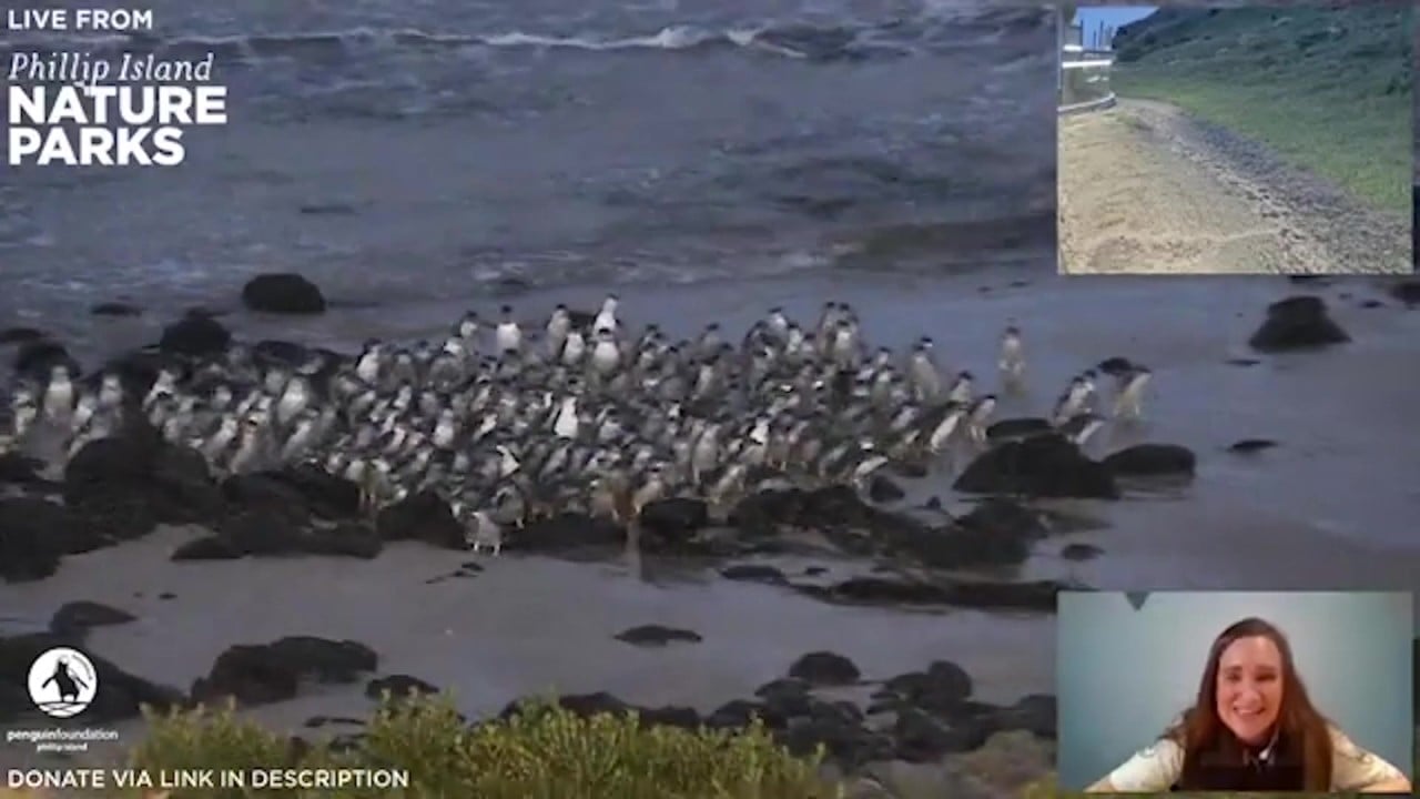 Cute penguins waddle home on Phillip Island