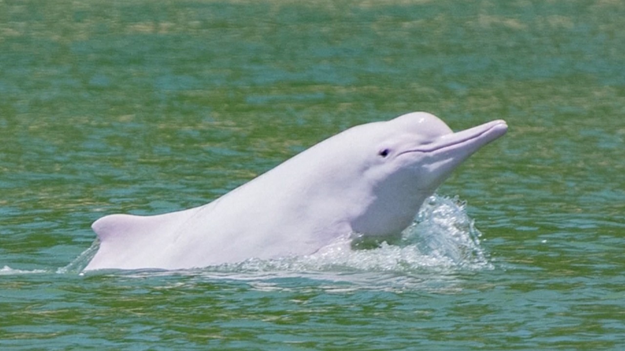 Rare pink dolphin makes comeback as Covid-19 quiets Hong Kong waters