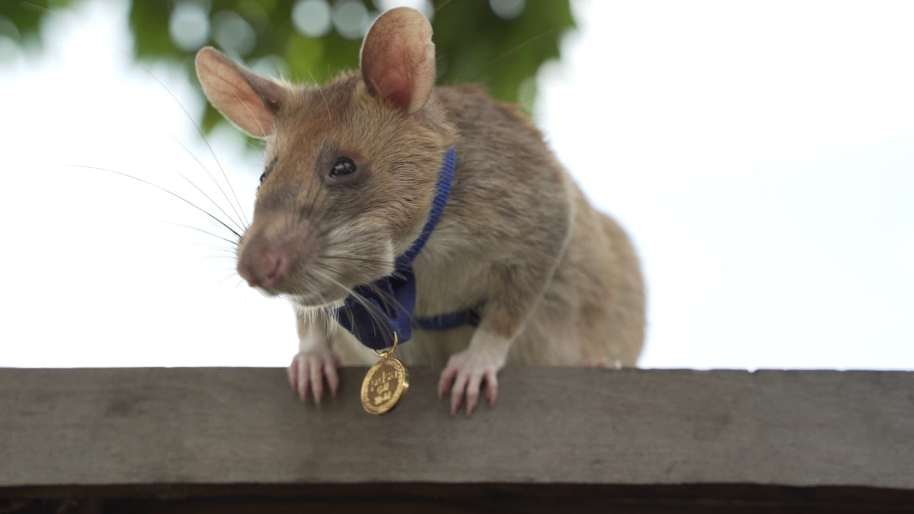 Hero rat which detected landmines in Cambodia wins UK bravery award | South  China Morning Post