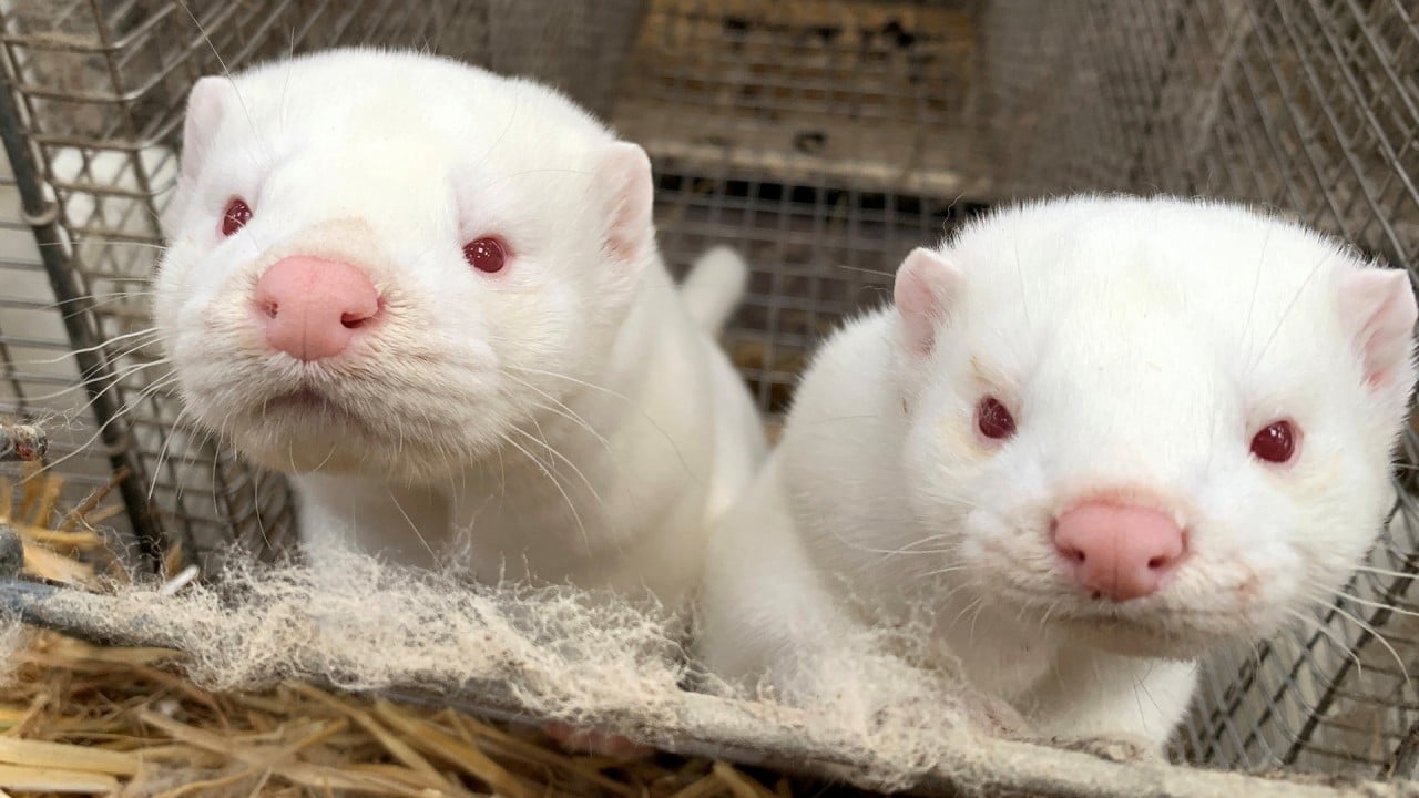 Coronavirus Mutation In Minks Could Threaten Vaccine Efficacy South China Morning Post Coronavirus Mutation In Minks Could Threaten Vaccine Efficacy South China Morning Post