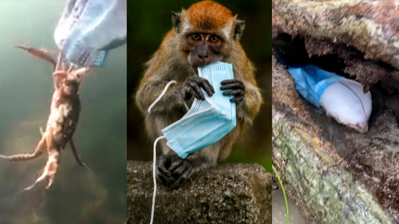 From macaques to crabs, wildlife face threat of masks discarded during Covid-19 pandemic