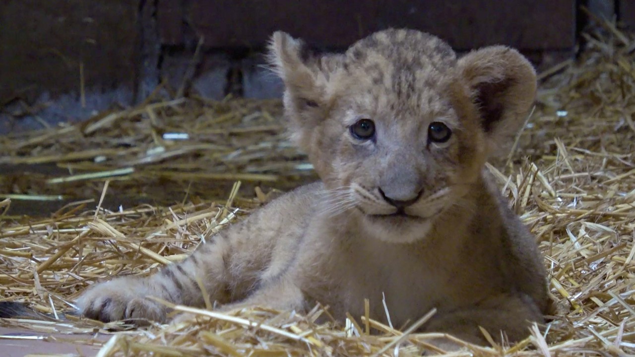 Meet Simba, the first lion cub conceived by artificial insemination in Singapore
