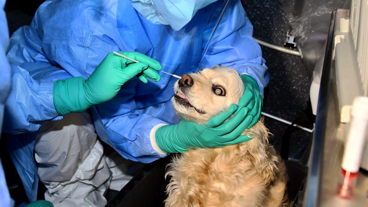 Human To Cat Coronavirus Transmission Identified By Scientists In Britain South China Morning Post
