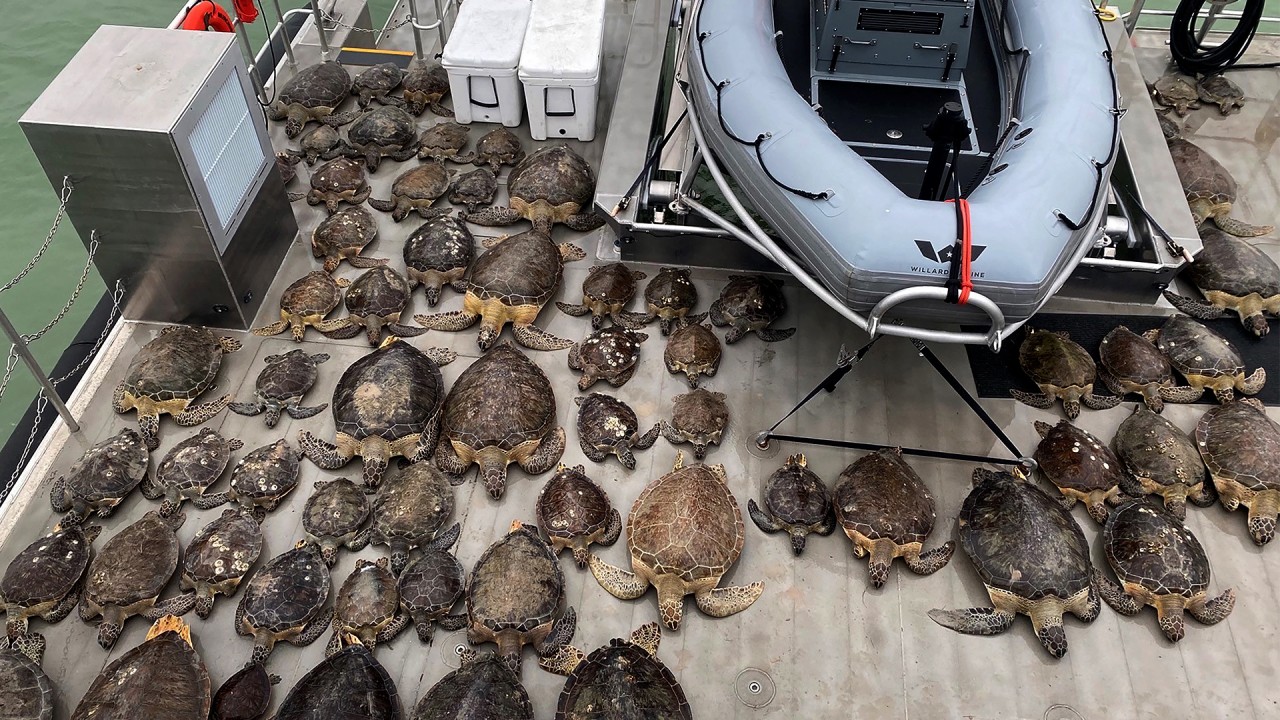 Thousands of ‘cold-stunned’ sea turtles rescued off Texas coast amid winter storm