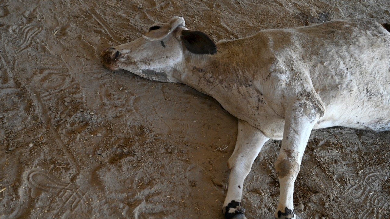 71kg of garbage found in stomach of stray pregnant cow in India