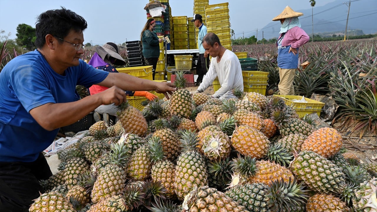 Mainland China’s ban on Taiwan’s pineapple exports hurts farmers despite surge in local consumption