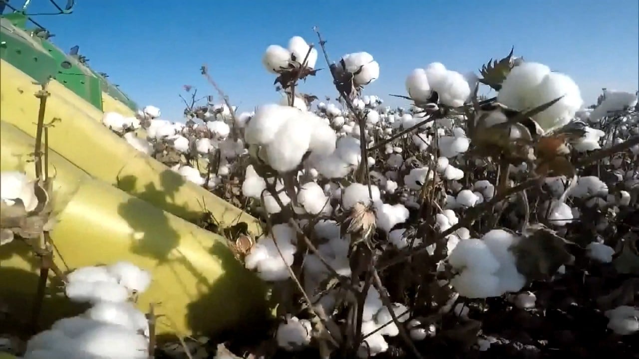 Xinjiang, China’s top cotton producer