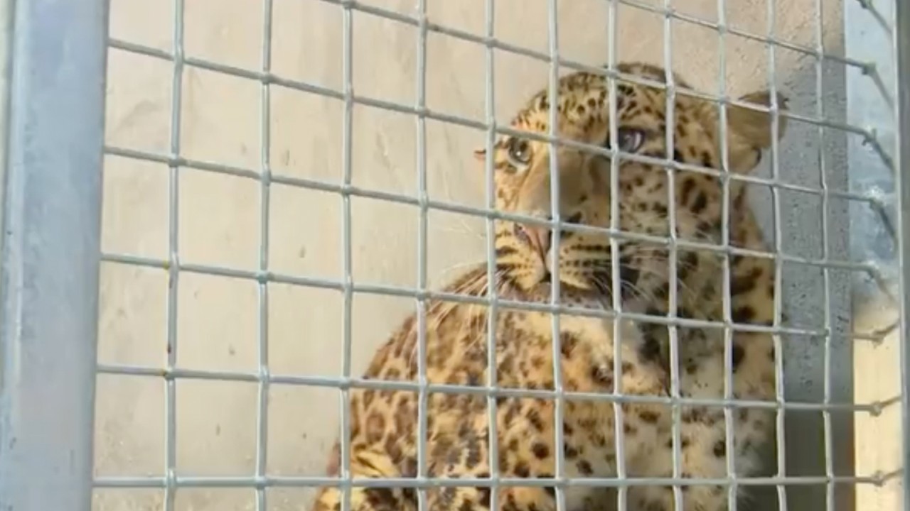 Chinese wildlife park at centre of escaped leopards debacle quietly