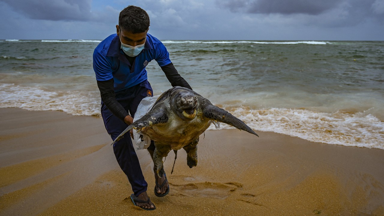 Sea turtles, dolphins and whales found dead on Sri Lankan beach after chemical ship sinks