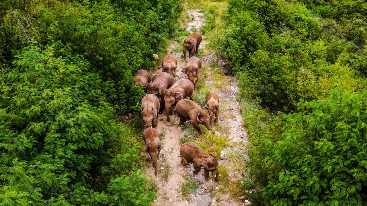China’s famous herd of wandering elephants heads home after months-long trek