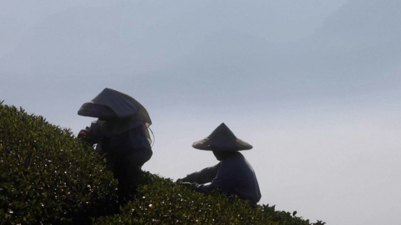 Taiwan tea farmers ‘powerless’ against changing climate and extreme weather