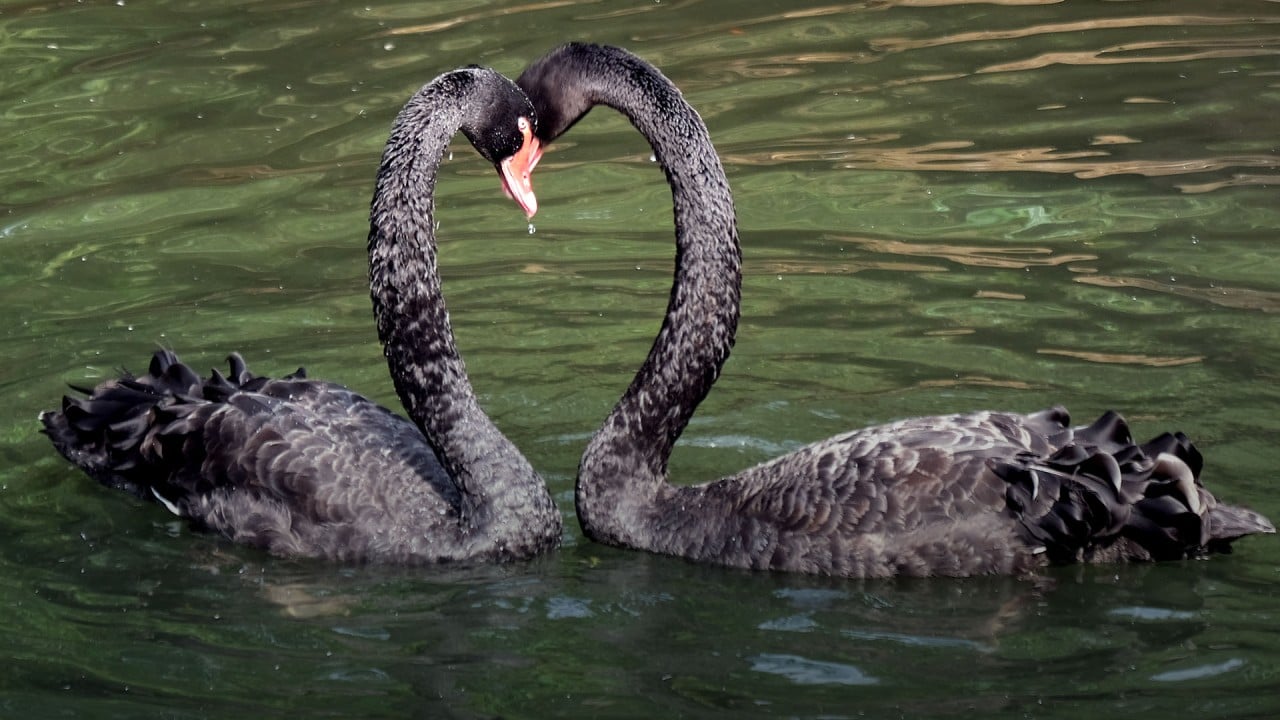 Uendelighed patrulje fjerkræ North Korea farms black swans, rabbits, catfish as food crisis leaves Kim  feeling like he's 'walking on ice' | South China Morning Post