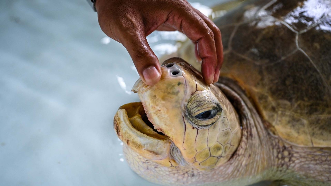 Thailand's endangered sea turtles face renewed threat as country reopens to tourists