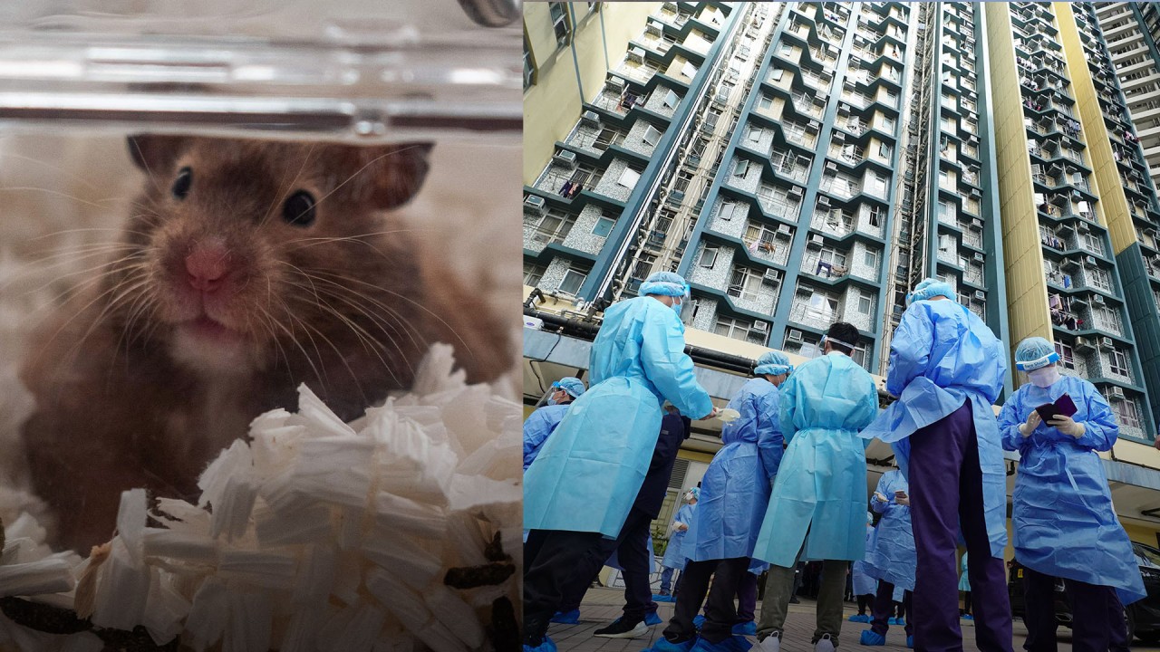 Hong Kong reports 140 new human cases of Covid-19 and one from a surrendered hamster
