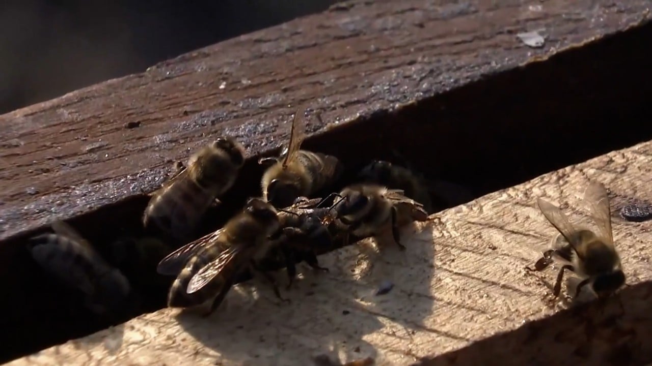 US: Millions of bees escape on Utah road after truck crash; driver ...