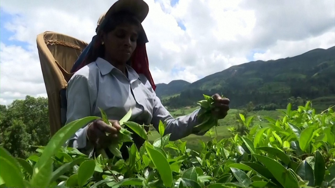 ‘It’s difficult to even have one meal’: Sri Lankan tea workers want better lives for their children